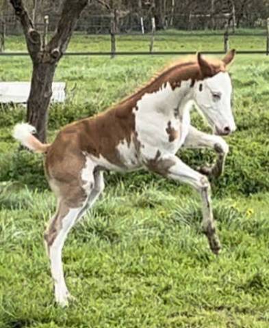 Pie Alezan Splash Overo