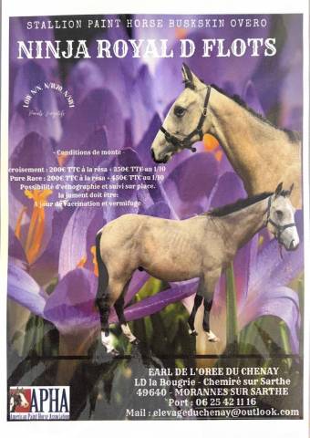 Ninja Royal des Flots