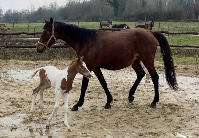 Moon light du chenay