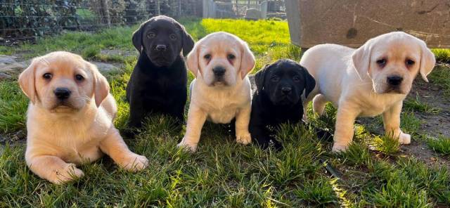 Vente de chiot Maine et Loire