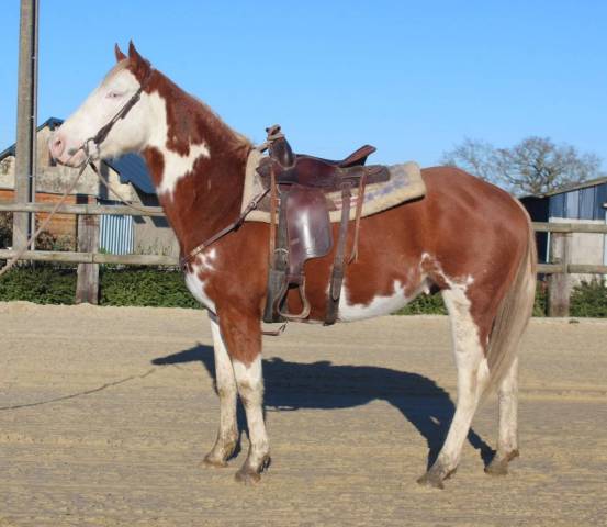 Vente de chevaux Maine et Loire