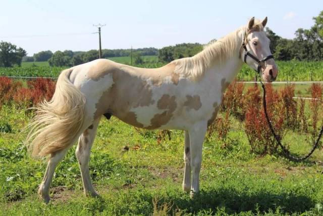 �levage de Paint horse