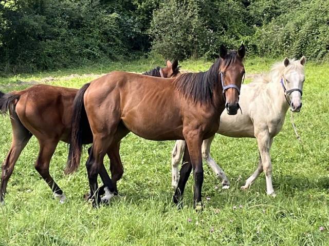 Saillie chevaux Maine et Loire 